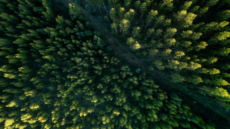 dia del medio ambiente | Bext Space | Bosque visto desde arriba
