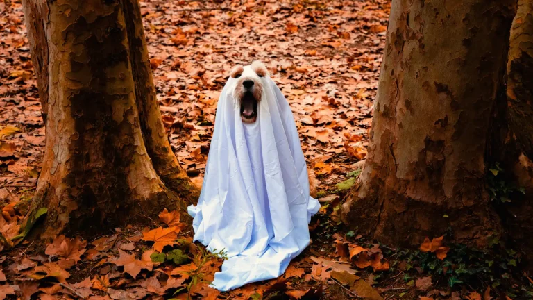 Cómo celebrar halloween en Barcelona 2025